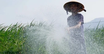Làng rau trăm tuổi ven sông giúp nông dân “hái ra tiền” mỗi ngày