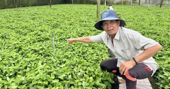 Lão nông ở Cần Thơ trồng gì trên 2.500m² đất mà thu nhập “ăn đứt” 2ha lúa?