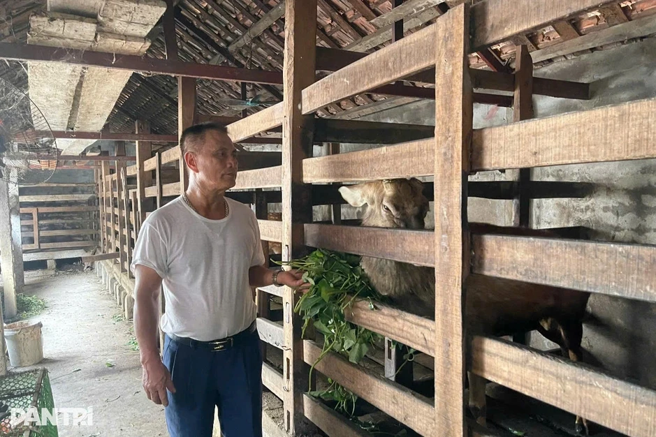 Lão nông "hái quả ngọt" sau hơn 30 năm đầu tư 22 lượng vàng nuôi hươu Lão nông "hái quả ngọt" sau hơn 30 năm đầu tư 22 lượng vàng nuôi hươu