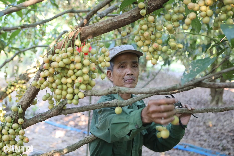 Lão nông thành triệu phú từ 2 cây giống “lạ” quả mọc từ gốc đến ngọn
