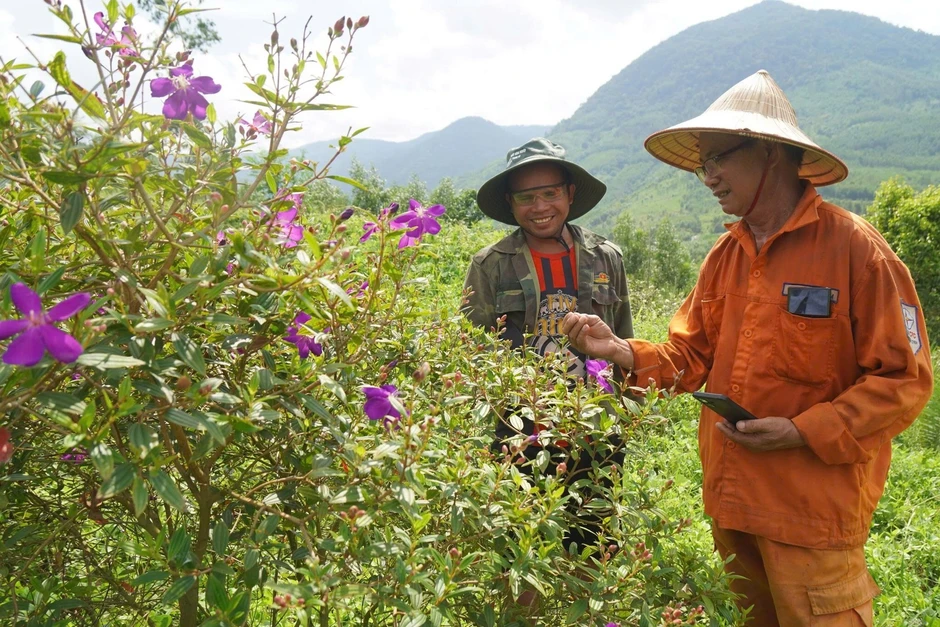 Lão nông ước trẻ lại 15 tuổi để khôi phục đồi cây gắn liền với tuổi thơ Lão nông ước trẻ lại 15 tuổi để khôi phục đồi cây gắn liền với tuổi thơ