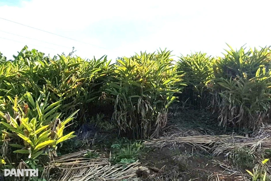 Loại cây cho lãi gấp 6 lần trồng mía, lão nông “đút túi” nửa tỷ đồng/năm