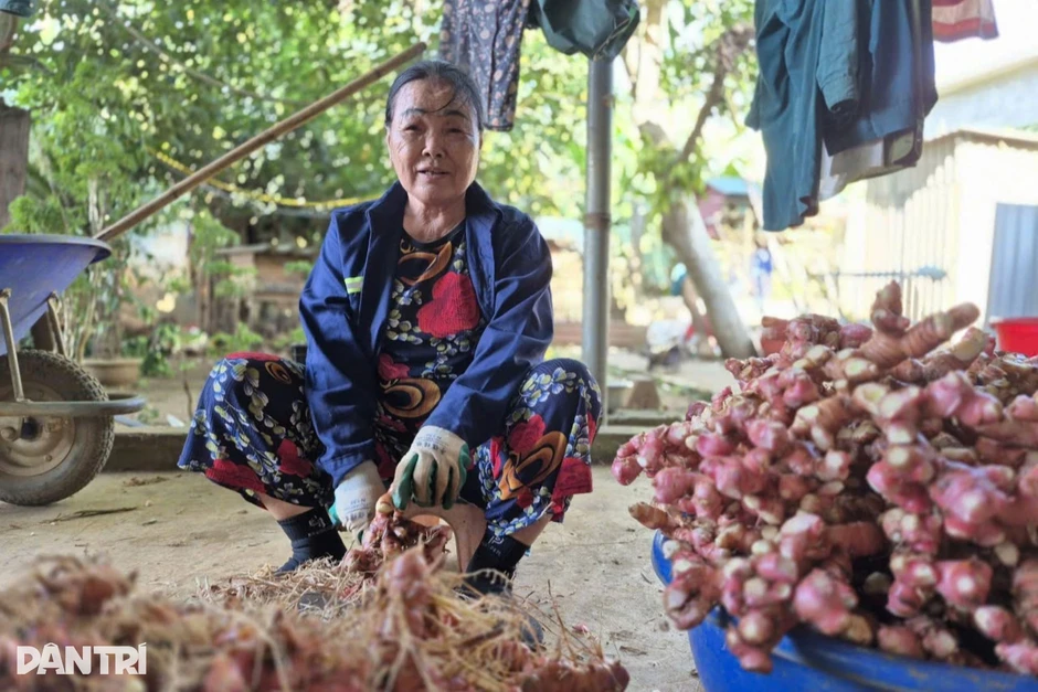 Loại cây cho lãi gấp 6 lần trồng mía, lão nông “đút túi” nửa tỷ đồng/năm