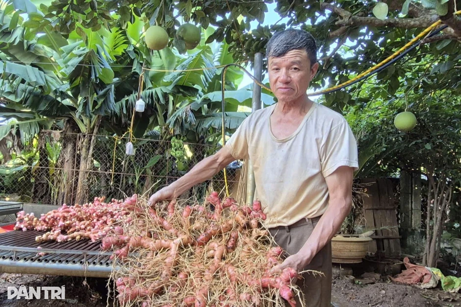 Loại cây cho lãi gấp 6 lần trồng mía, lão nông “đút túi” nửa tỷ đồng/năm