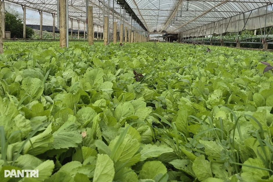 Mỗi đêm chỉ ngủ 4 giờ, nông dân thu lãi 300 triệu đồng từ vùng đất hoang Mỗi đêm chỉ ngủ 4 giờ, nông dân thu lãi 300 triệu đồng từ vùng đất hoang
