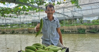 Mỗi đêm chỉ ngủ 4 giờ, nông dân thu lãi 300 triệu đồng từ vùng đất hoang