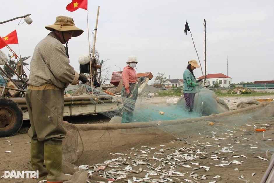 Mỏi tay gỡ cá trích, ngư dân thu tiền triệu trong buổi sáng Mỏi tay gỡ cá trích, ngư dân thu tiền triệu trong buổi sáng