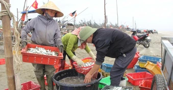 Mỏi tay gỡ cá trích, ngư dân thu tiền triệu trong buổi sáng