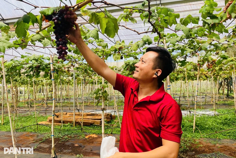 Nam thạc sĩ về quê phá cà phê trồng nho, thu tiền tỷ mỗi năm Nam thạc sĩ về quê phá cà phê trồng nho, thu tiền tỷ mỗi năm
