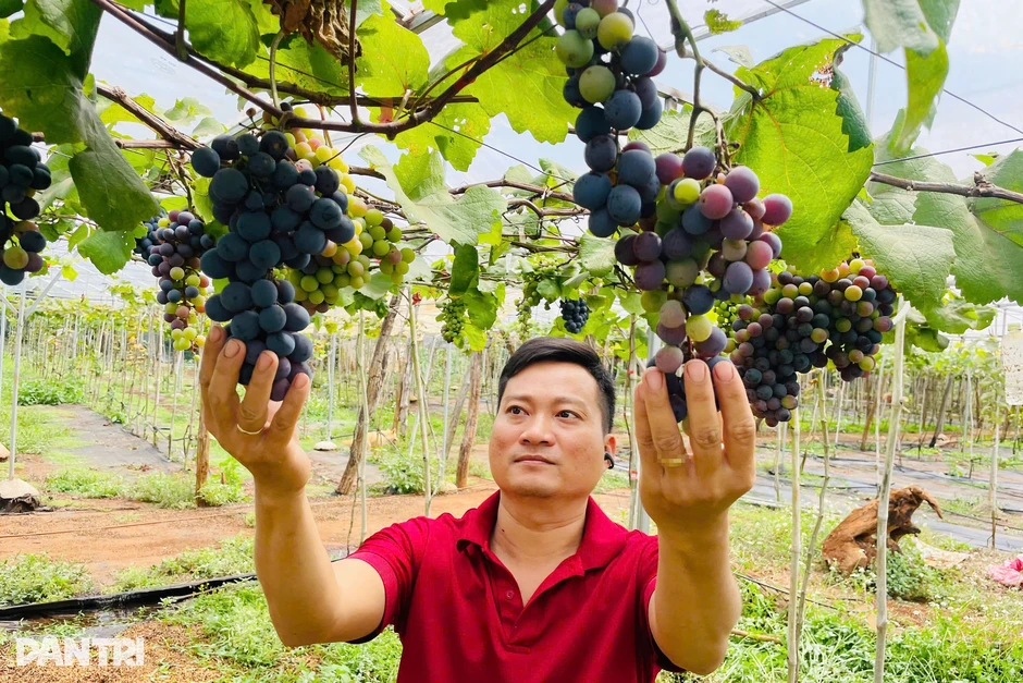 Nam thạc sĩ về quê phá cà phê trồng nho, thu tiền tỷ mỗi năm Nam thạc sĩ về quê phá cà phê trồng nho, thu tiền tỷ mỗi năm