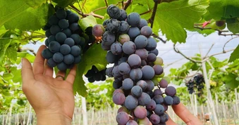 Nam thạc sĩ về quê phá cà phê trồng nho, thu tiền tỷ mỗi năm