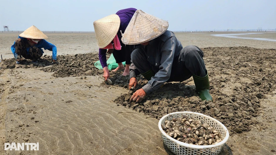 Nghề nuôi ngao ở bãi triều mang lại thu nhập hàng trăm triệu đồng mỗi vụ Nghề nuôi ngao ở bãi triều mang lại thu nhập hàng trăm triệu đồng mỗi vụ