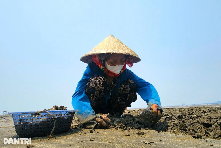 Nghề nuôi ngao ở bãi triều mang lại thu nhập hàng trăm triệu đồng mỗi vụ Nghề nuôi ngao ở bãi triều mang lại thu nhập hàng trăm triệu đồng mỗi vụ
