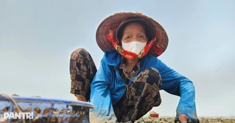 Nghề nuôi ngao ở bãi triều mang lại thu nhập hàng trăm triệu đồng mỗi vụ
