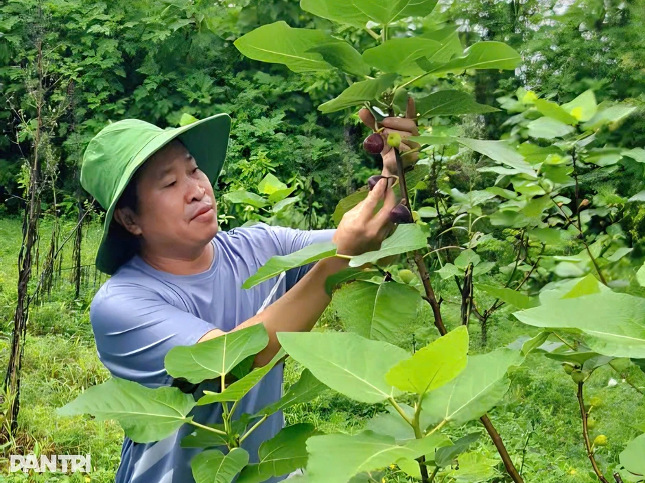 Người đàn ông thành công với sung Mỹ, đưa giống cây miền Nam "Bắc tiến" Người đàn ông thành công với sung Mỹ, đưa giống cây miền Nam "Bắc tiến"