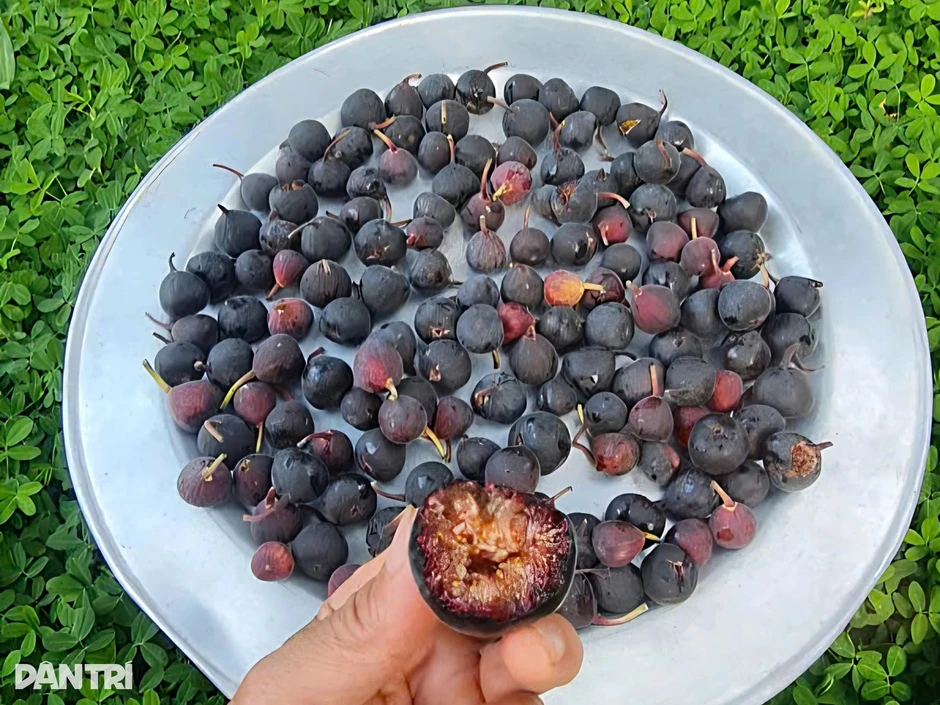 Người đàn ông thành công với sung Mỹ, đưa giống cây miền Nam "Bắc tiến" Người đàn ông thành công với sung Mỹ, đưa giống cây miền Nam "Bắc tiến"