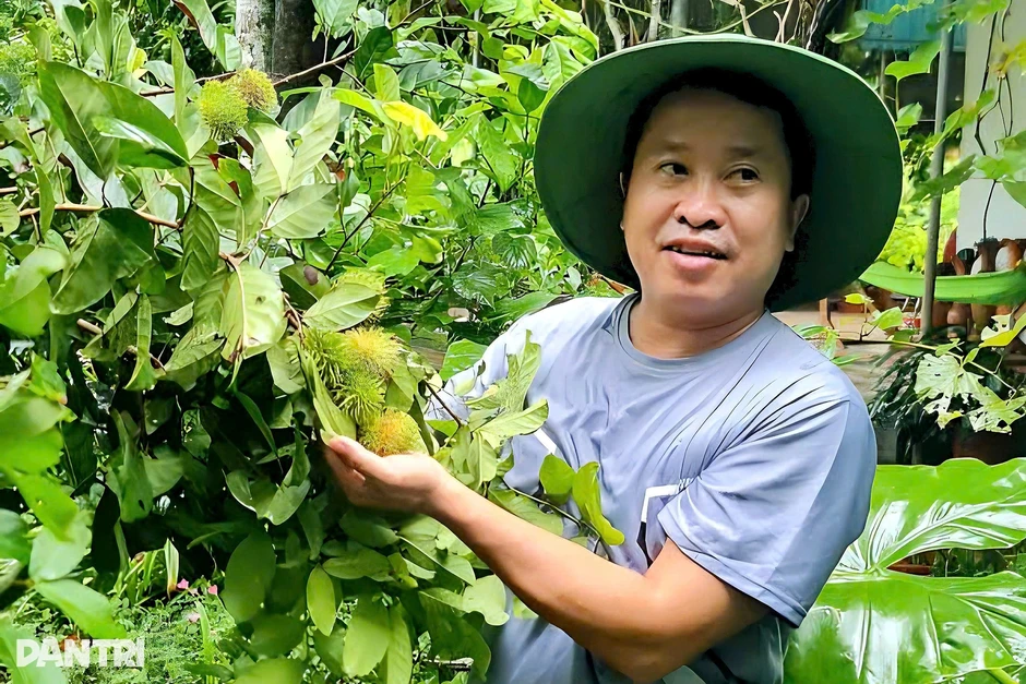 Người đàn ông thành công với sung Mỹ, đưa giống cây miền Nam "Bắc tiến" Người đàn ông thành công với sung Mỹ, đưa giống cây miền Nam "Bắc tiến"