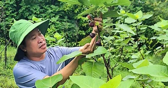 Người đàn ông thành công với sung Mỹ, đưa giống cây miền Nam "Bắc tiến"