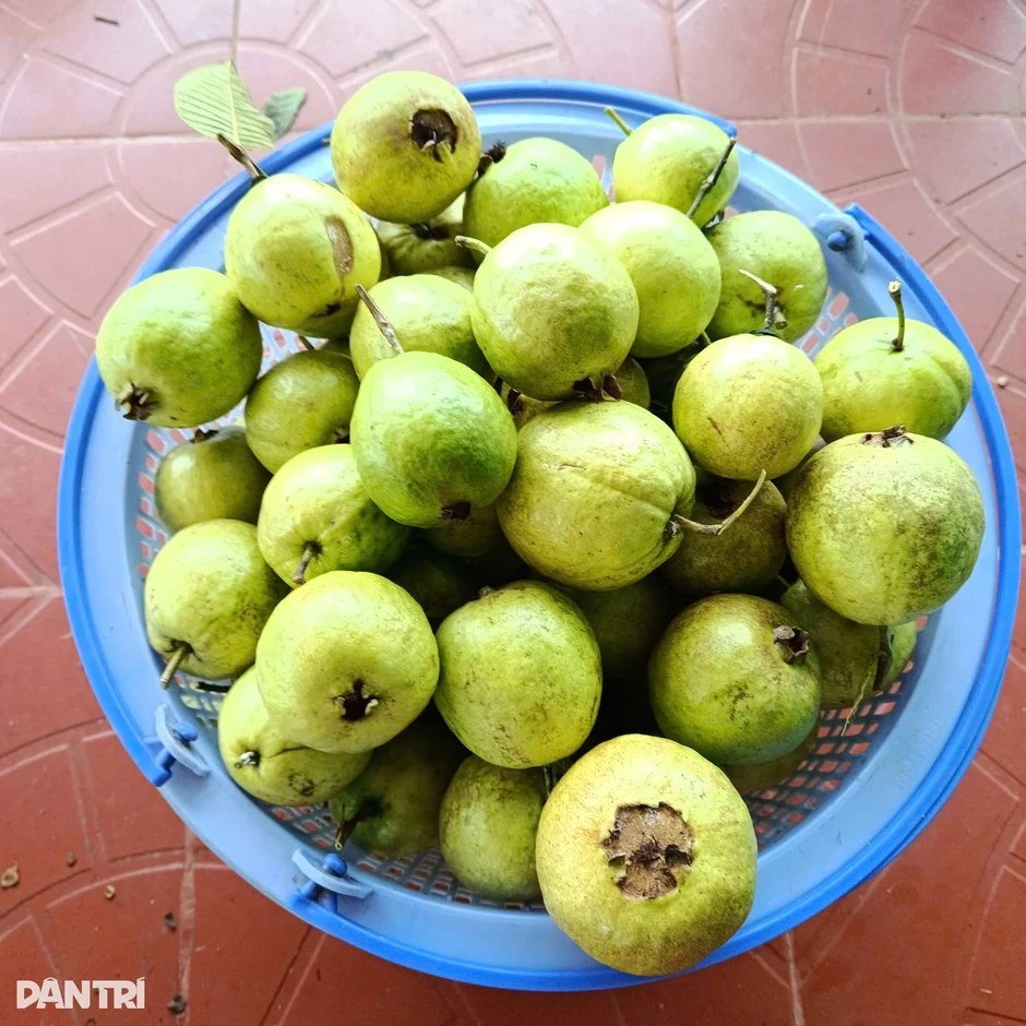 Người đàn ông về quê vợ tránh dịch, chớp cơ hội làm giàu từ đồi cằn Người đàn ông về quê vợ tránh dịch, chớp cơ hội làm giàu từ đồi cằn