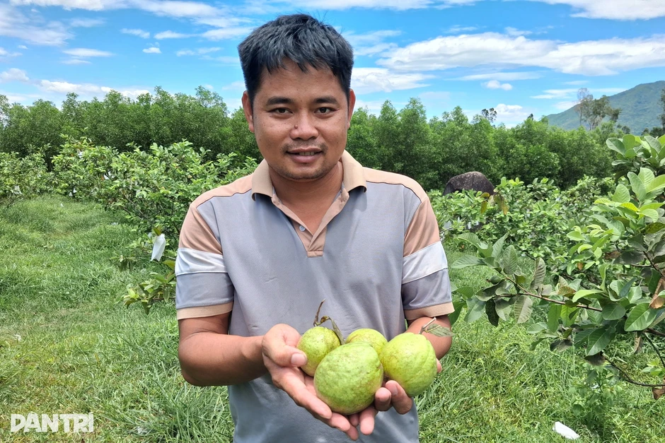Người đàn ông về quê vợ tránh dịch, chớp cơ hội làm giàu từ đồi cằn Người đàn ông về quê vợ tránh dịch, chớp cơ hội làm giàu từ đồi cằn