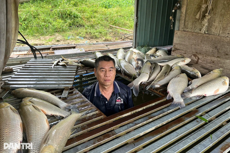 Người nuôi cá lồng trên sông Lam điêu đứng vì cá chết hàng loạt