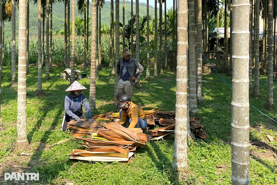 Nhặt mo cau bán kiếm hàng trăm nghìn đồng Nhặt mo cau bán kiếm hàng trăm nghìn đồng