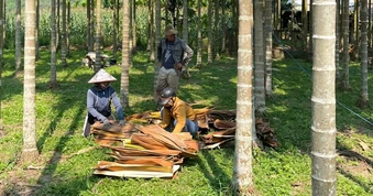 Nhặt mo cau bán kiếm hàng trăm nghìn đồng