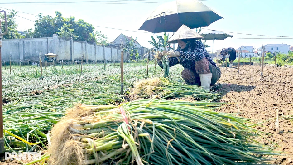 Nhóm nông dân "giải cứu" hơn 50 tấn hành lá mỗi ngày Nhóm nông dân "giải cứu" hơn 50 tấn hành lá mỗi ngày