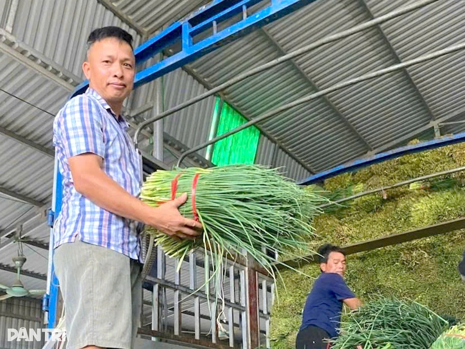 Nhóm nông dân "giải cứu" hơn 50 tấn hành lá mỗi ngày Nhóm nông dân "giải cứu" hơn 50 tấn hành lá mỗi ngày