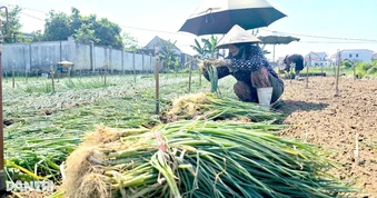 Nhóm nông dân "giải cứu" hơn 50 tấn hành lá mỗi ngày