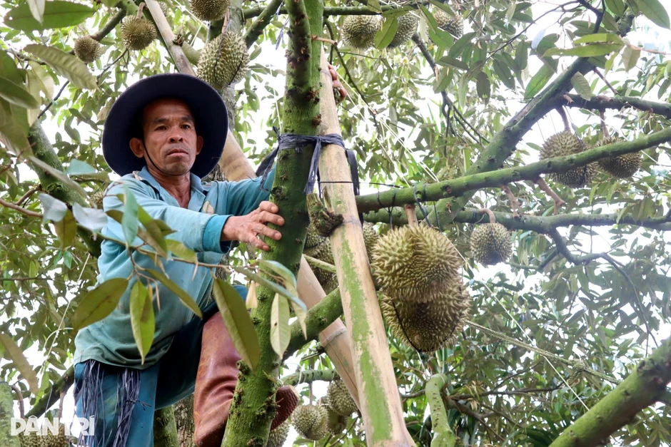 Nông dân chống đỡ, bảo vệ từng quả loại trái cây "tỷ đô" chờ ngày thu hoạch Nông dân chống đỡ, bảo vệ từng quả loại trái cây "tỷ đô" chờ ngày thu hoạch