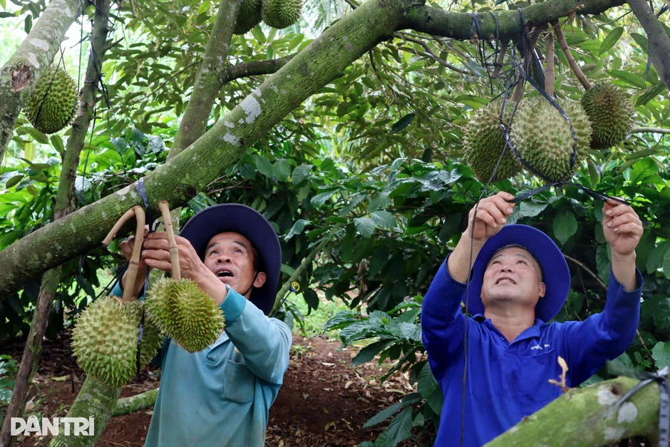 Nông dân chống đỡ, bảo vệ từng quả loại trái cây "tỷ đô" chờ ngày thu hoạch Nông dân chống đỡ, bảo vệ từng quả loại trái cây "tỷ đô" chờ ngày thu hoạch