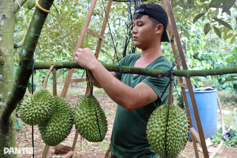 Nông dân chống đỡ, bảo vệ từng quả loại trái cây "tỷ đô" chờ ngày thu hoạch Nông dân chống đỡ, bảo vệ từng quả loại trái cây "tỷ đô" chờ ngày thu hoạch
