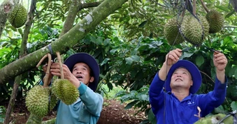 Nông dân chống đỡ, bảo vệ từng quả loại trái cây "tỷ đô" chờ ngày thu hoạch