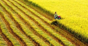 Nông dân ĐBSCL đua sức thi gạo ngon rinh giải thưởng hơn 100 triệu đồng