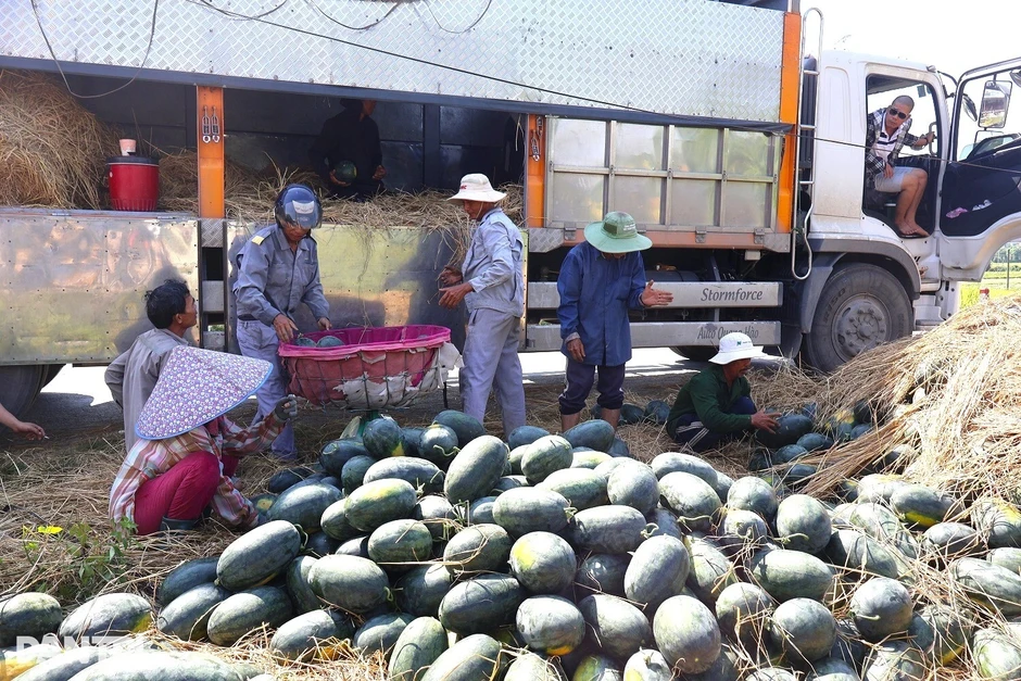 Nông dân một xã thu về hàng chục tỷ đồng nhờ dưa hấu được mùa, giá ổn định Nông dân một xã thu về hàng chục tỷ đồng nhờ dưa hấu được mùa, giá ổn định