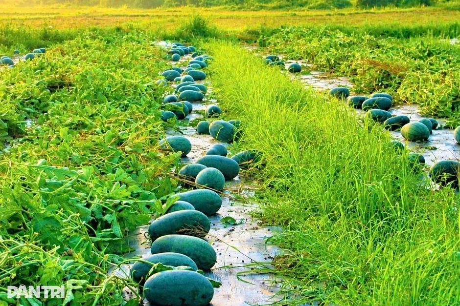 Nông dân một xã thu về hàng chục tỷ đồng nhờ dưa hấu được mùa, giá ổn định Nông dân một xã thu về hàng chục tỷ đồng nhờ dưa hấu được mùa, giá ổn định