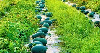 Nông dân một xã thu về hàng chục tỷ đồng nhờ dưa hấu được mùa, giá ổn định