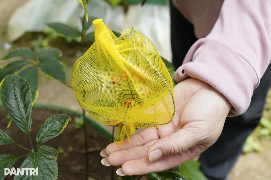 Nông dân vượt núi "mặc áo giáp" cho hạt cây quốc bảo Nông dân vượt núi "mặc áo giáp" cho hạt cây quốc bảo