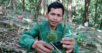 Nông dân vượt núi "mặc áo giáp" cho hạt cây quốc bảo