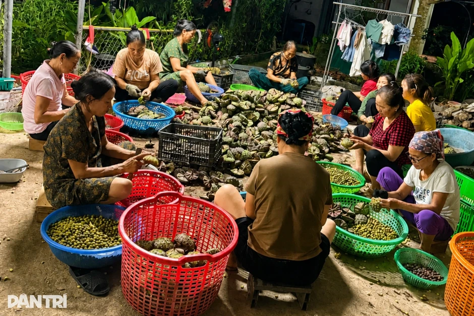 Nữ cán bộ thu 300 triệu đồng/năm nhờ trồng loài cây “không bỏ đi thứ gì” Nữ cán bộ thu 300 triệu đồng/năm nhờ trồng loài cây “không bỏ đi thứ gì”