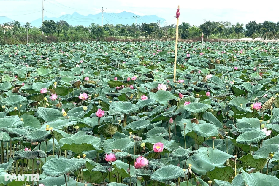Nữ cán bộ thu 300 triệu đồng/năm nhờ trồng loài cây “không bỏ đi thứ gì” Nữ cán bộ thu 300 triệu đồng/năm nhờ trồng loài cây “không bỏ đi thứ gì”