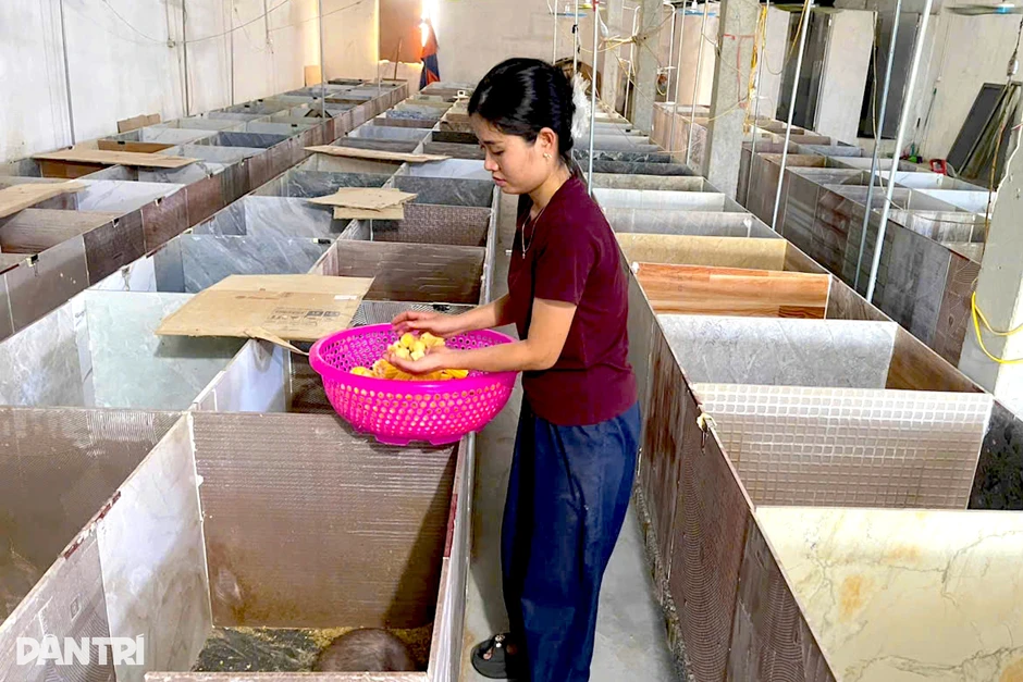 Nữ công nhân về quê nuôi động vật thu hàng trăm triệu đồng/năm Nữ công nhân về quê nuôi động vật thu hàng trăm triệu đồng/năm