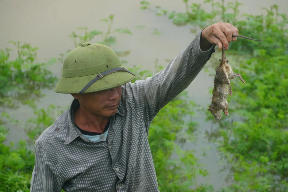 Nước dâng cao, người dân đi dọc bờ đê bắt chuột đồng “chạy lũ”