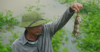 Nước dâng cao, người dân đi dọc bờ đê bắt chuột đồng “chạy lũ”