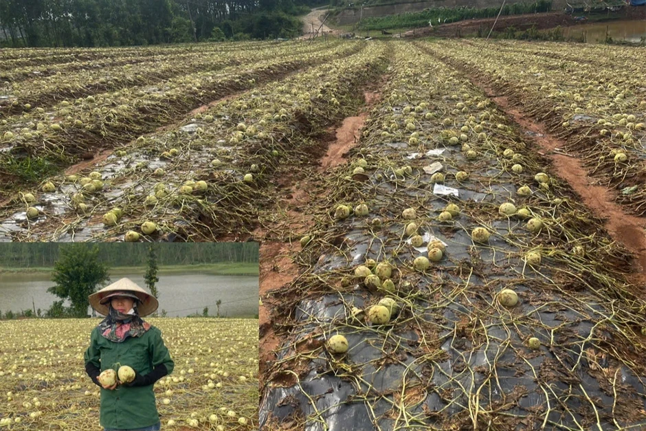Nước mắt đắng nghẹn của nông dân trước ruộng dưa tan hoang vì mưa đá