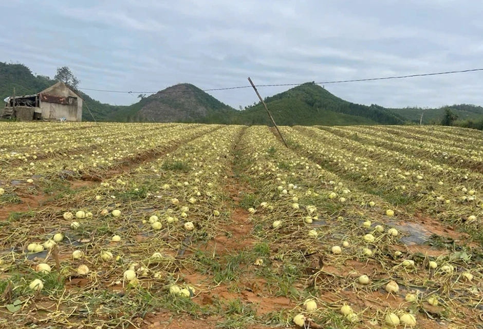 Nước mắt đắng nghẹn của nông dân trước ruộng dưa tan hoang vì mưa đá