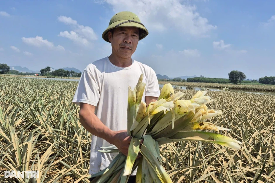 Nước rút đến đâu dứa chết đến đó, nguy cơ nông dân mất hơn 80 tỷ đồng Nước rút đến đâu dứa chết đến đó, nguy cơ nông dân mất hơn 80 tỷ đồng
