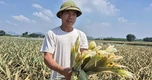 Nước rút đến đâu dứa chết đến đó, nguy cơ nông dân mất hơn 80 tỷ đồng
