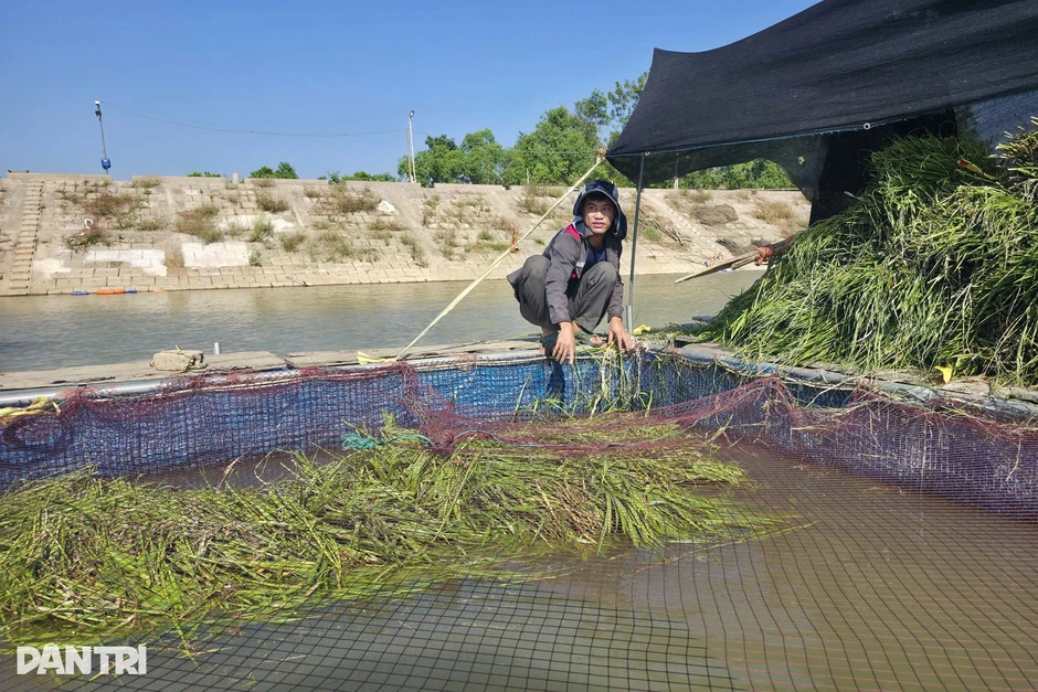 Nuôi cá lồng trên sông Lam, vợ chồng nông dân thu "quả ngọt" Nuôi cá lồng trên sông Lam, vợ chồng nông dân thu "quả ngọt"